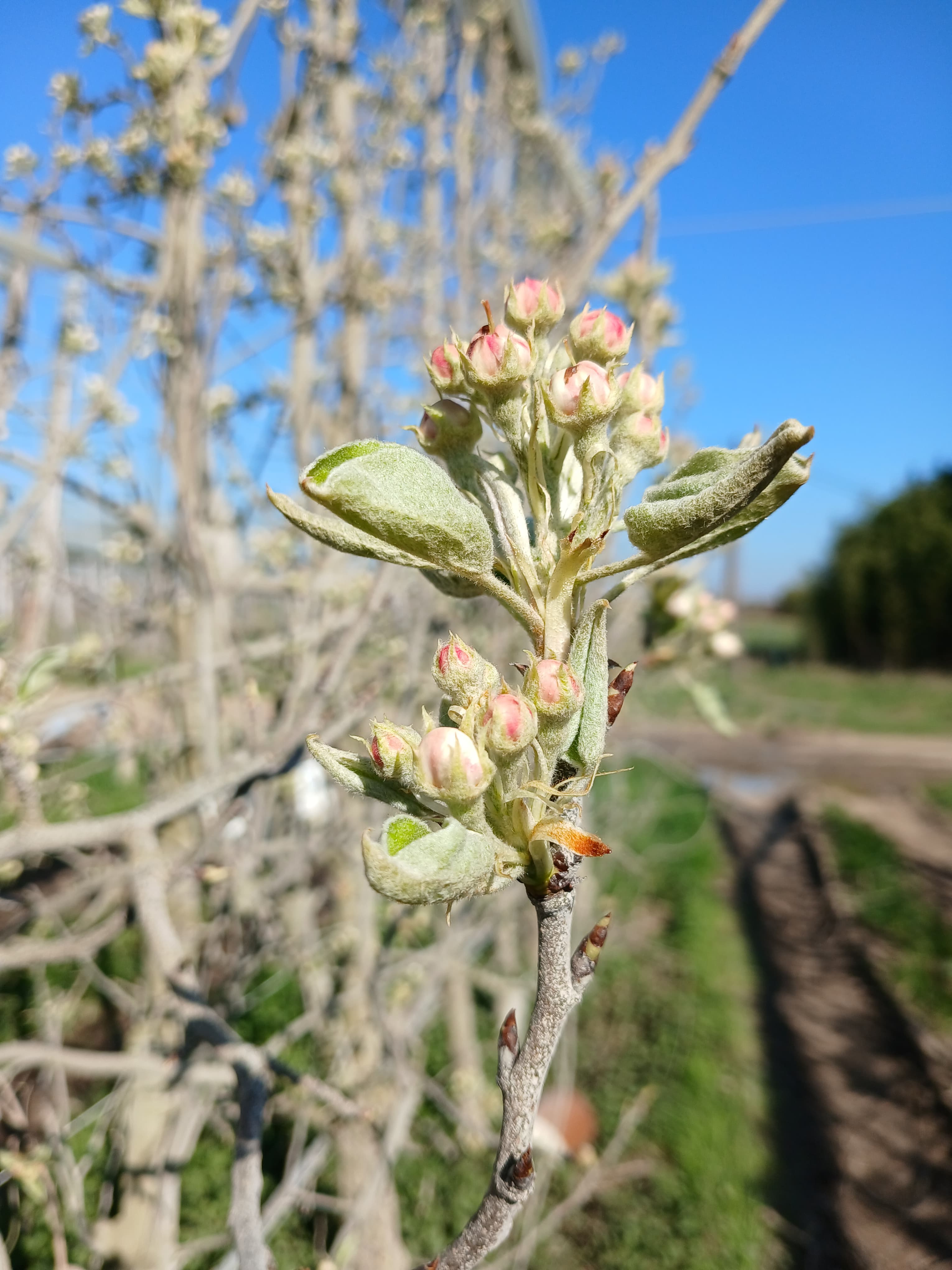 Arboriculture floraison pommier